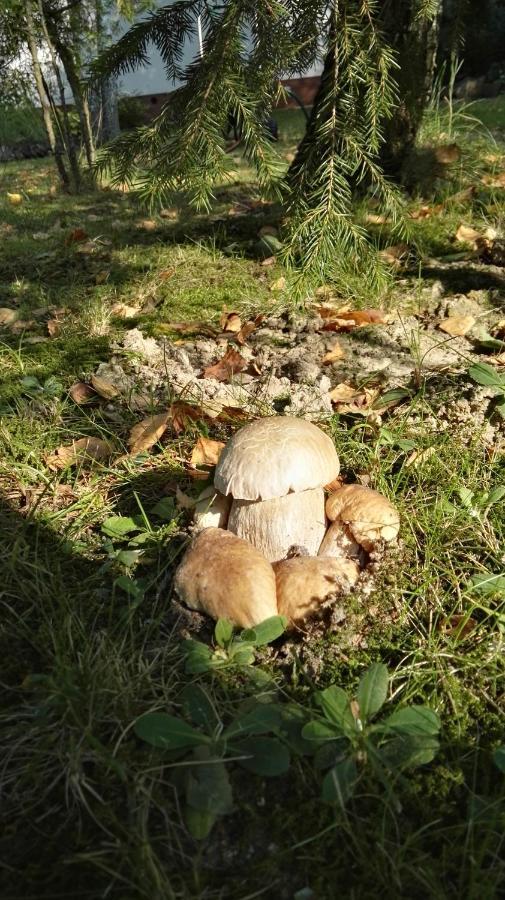 Siedlisko Gruszki Puszcza Bialowieska Narewka Экстерьер фото